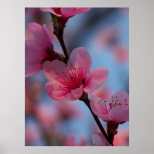 Poster coton