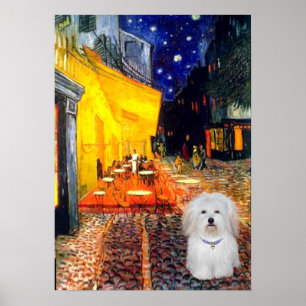 Poster Coton de Tulear 4b - Café
