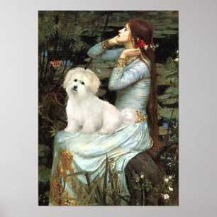 Poster Coton de Tulear 7 - Ophelia assise