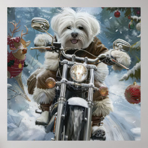 Poster Coton De Tulear Chien équitation Moto Noël