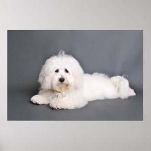 Poster Coton de Tulear - Joci