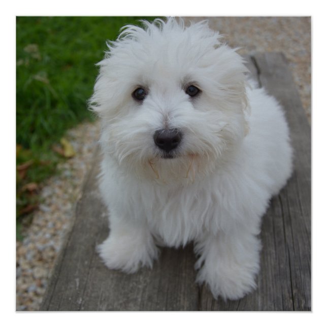 Poster coton de tulear sur banc (Devant)