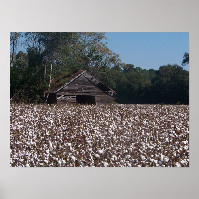 Poster Coton haut (Devant)