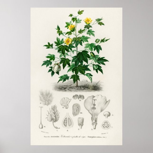 Poster Coton Sea Island (gossypium vitifolium) (Devant)