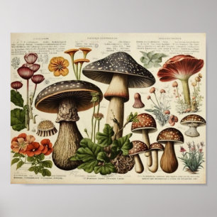 Poster Cottagecore de champignons vintages