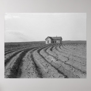 Poster Cotton Fields, 1938. Vintage Photo