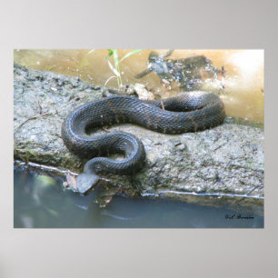 Poster Cottonmouth dans le ruisseau