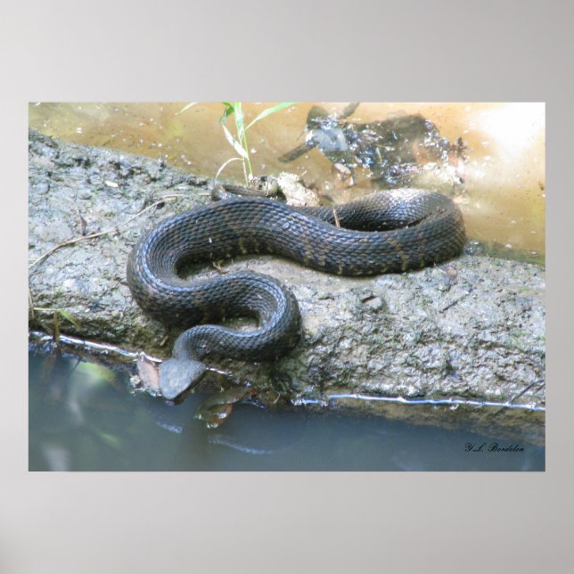 Poster Cottonmouth dans le ruisseau (Devant)