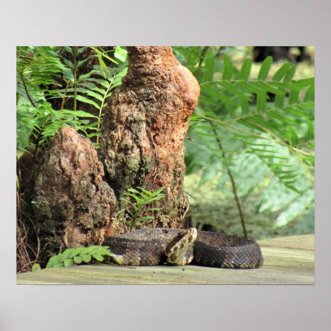 Poster Cottonmouth (Moccasin d'eau) Serpent sur la promen (Devant)