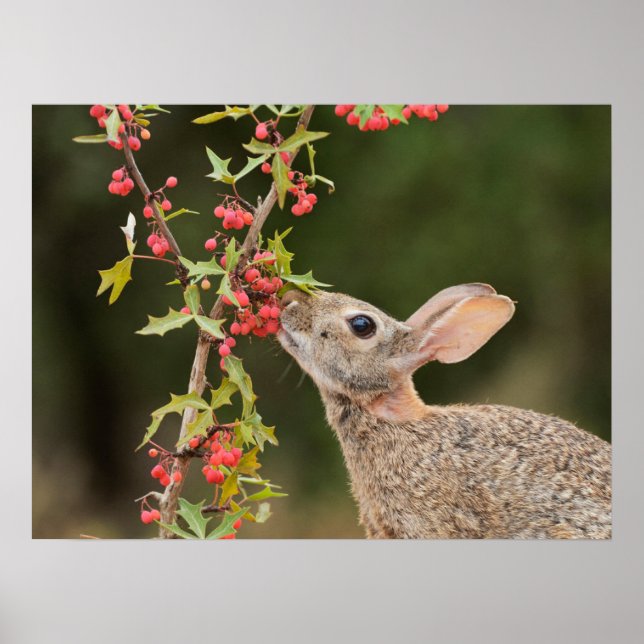 Poster Cottontail Est | Sud du Texas (Devant)