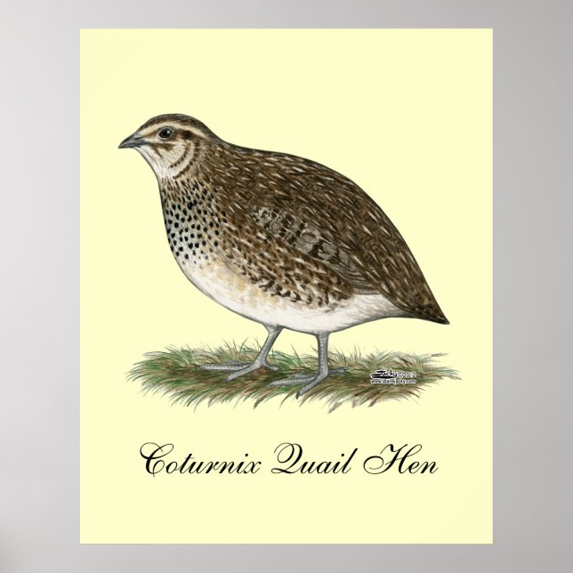 Poster Coturnix Quail (Devant)
