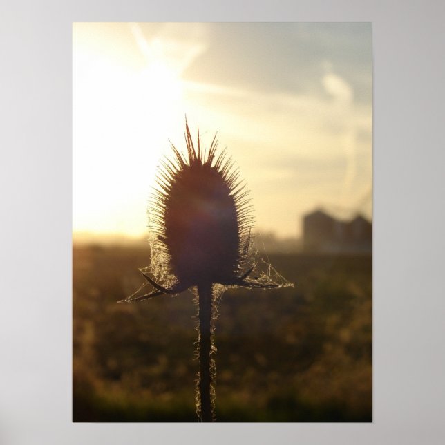 Poster Coucher de soleil (Devant)