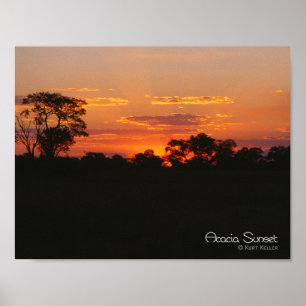 Poster Coucher de soleil Acacia