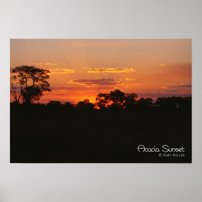 Poster Coucher de soleil Acacia (Devant)