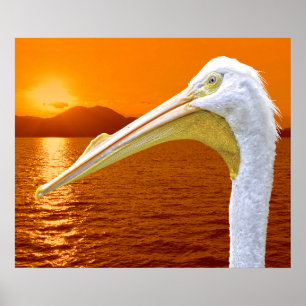 Poster Coucher de soleil américain de Pélican blanc à Cor