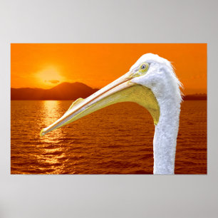 Poster Coucher de soleil américain de Pélican blanc à Cor