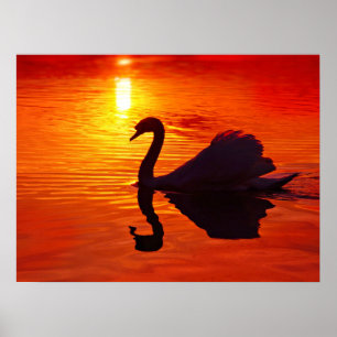Poster Coucher de soleil avec Swan