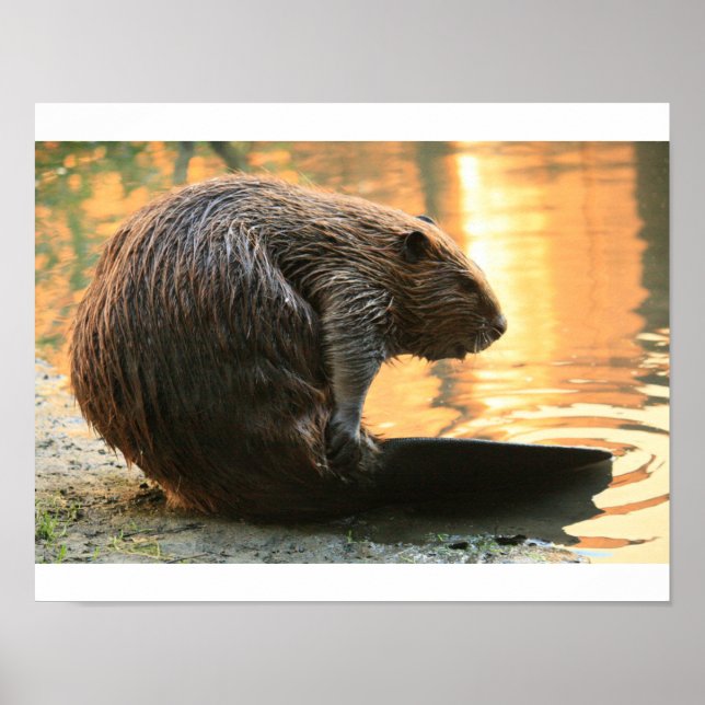 Poster Coucher de soleil Beaver (Devant)