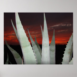 Poster Coucher de soleil d'Agave