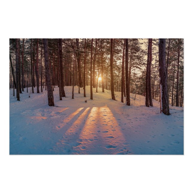 Poster Coucher de soleil dans la pinède d'hiver (Devant)