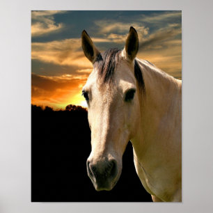 Poster Coucher de soleil de cheval de Buckskin