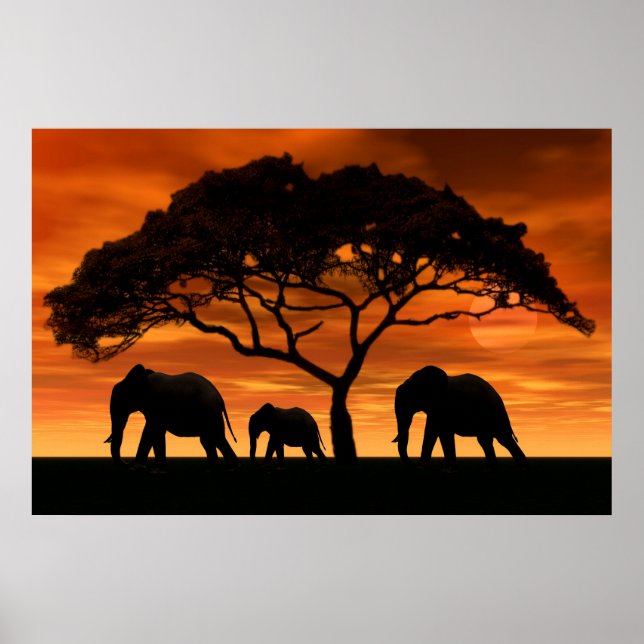 Poster Coucher de soleil de l'éléphant d'Acacia (Devant)