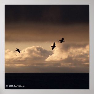 Poster Coucher de soleil de Pélican