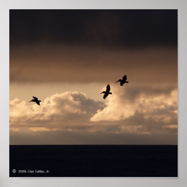 Poster Coucher de soleil de Pélican (Devant)