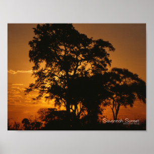 Poster Coucher de soleil de Savannah