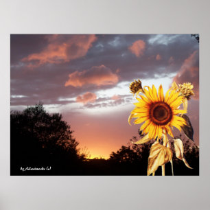 POSTER COUCHER DE SOLEIL ET ROSE EN ÉTÉ