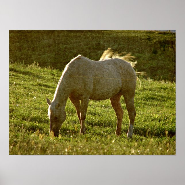 Poster Coucher de soleil Palomino (Devant)
