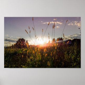 Poster Coucher de soleil romantique dans les champs (Graz