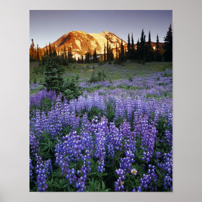 Poster Coucher de soleil sur le mont Adams et une prairie (Devant)