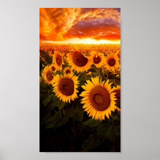 Poster Coucher De Soleil Sur Les Fleurs De Soleil