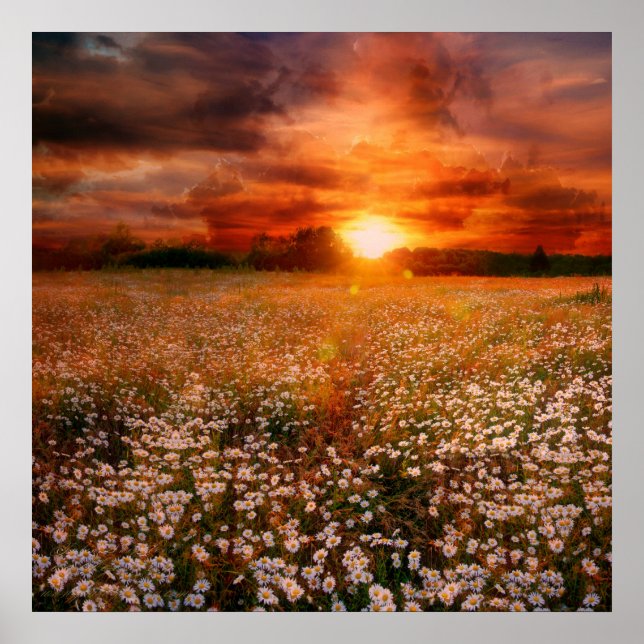 Poster Coucher du soleil (Devant)