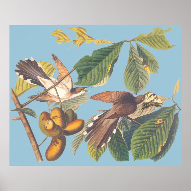 Poster Coucou à bec jaune Audubon (Devant)