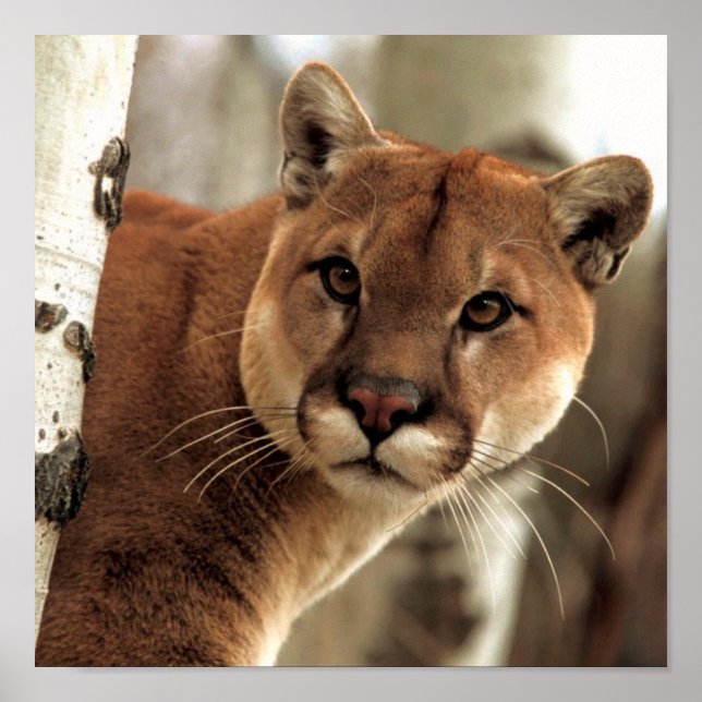 Poster Cougar (Devant)