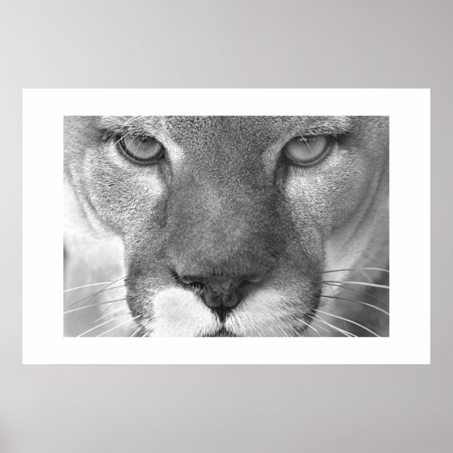 Poster Cougar (Devant)