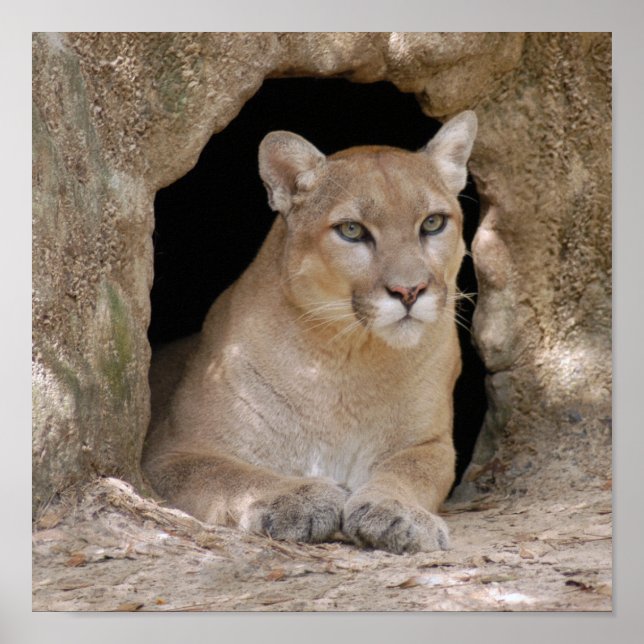 Poster Cougar 012 (Devant)