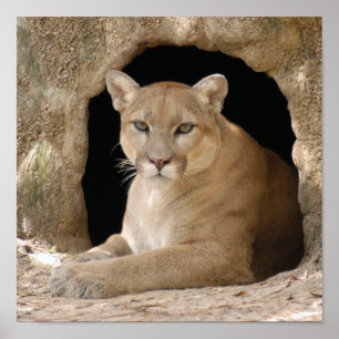 Poster Cougar 014