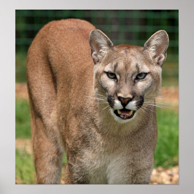 Poster Cougar, lion de montagne (Devant)