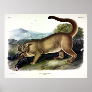 Poster Cougar, mâle (Felis Concolor) par Audubon