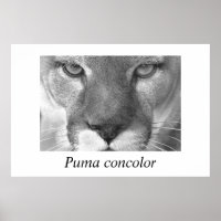 Cougar-Puma concolor