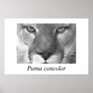 Poster Cougar-Puma concolor