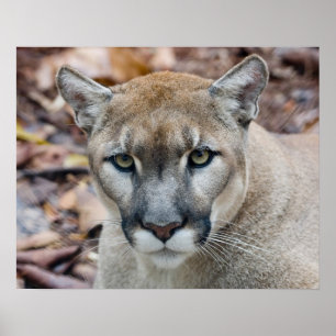 Poster Couguar, lion de montagne, panthère de Floride, Pu