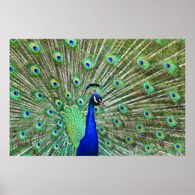 Poster Couleur de vie (Devant)