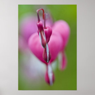 Poster Couleur et forme dramatiques du coeur saignant
