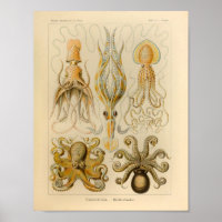 Couleur octopus vintage Ernst Haeckel Art Imprimer