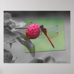 Poster Couleur partielle de libellule rouge