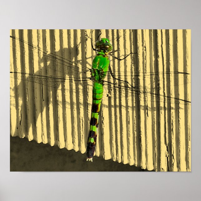 Poster Couleur partielle de libellule verte brillante (Devant)